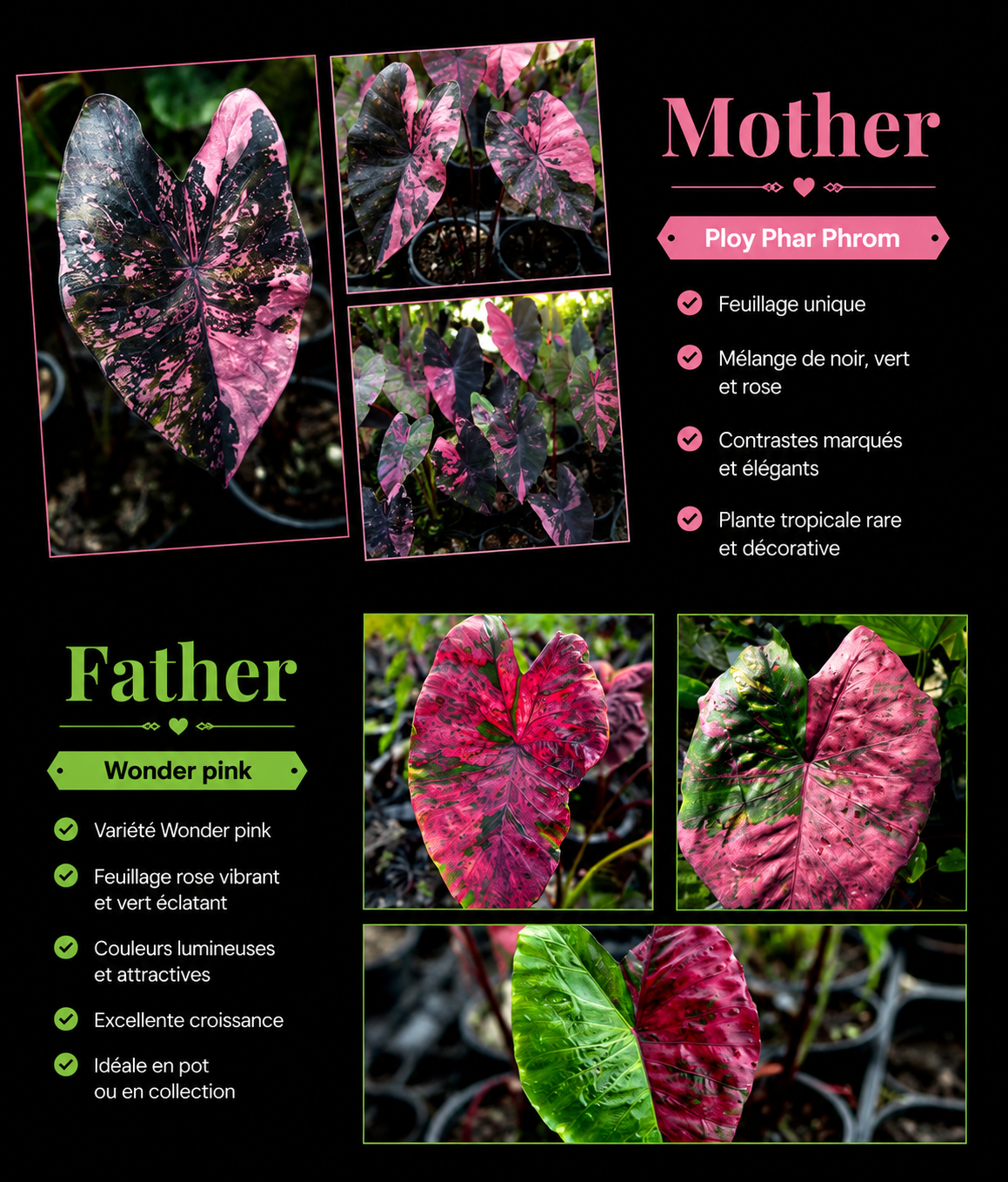 plat phar phrom X wonder pink