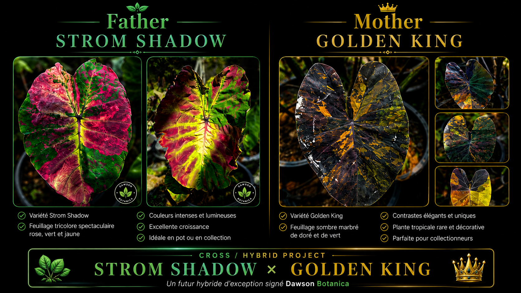 strom shadow X golden king