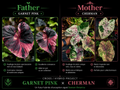 garnet pink X pink cherman