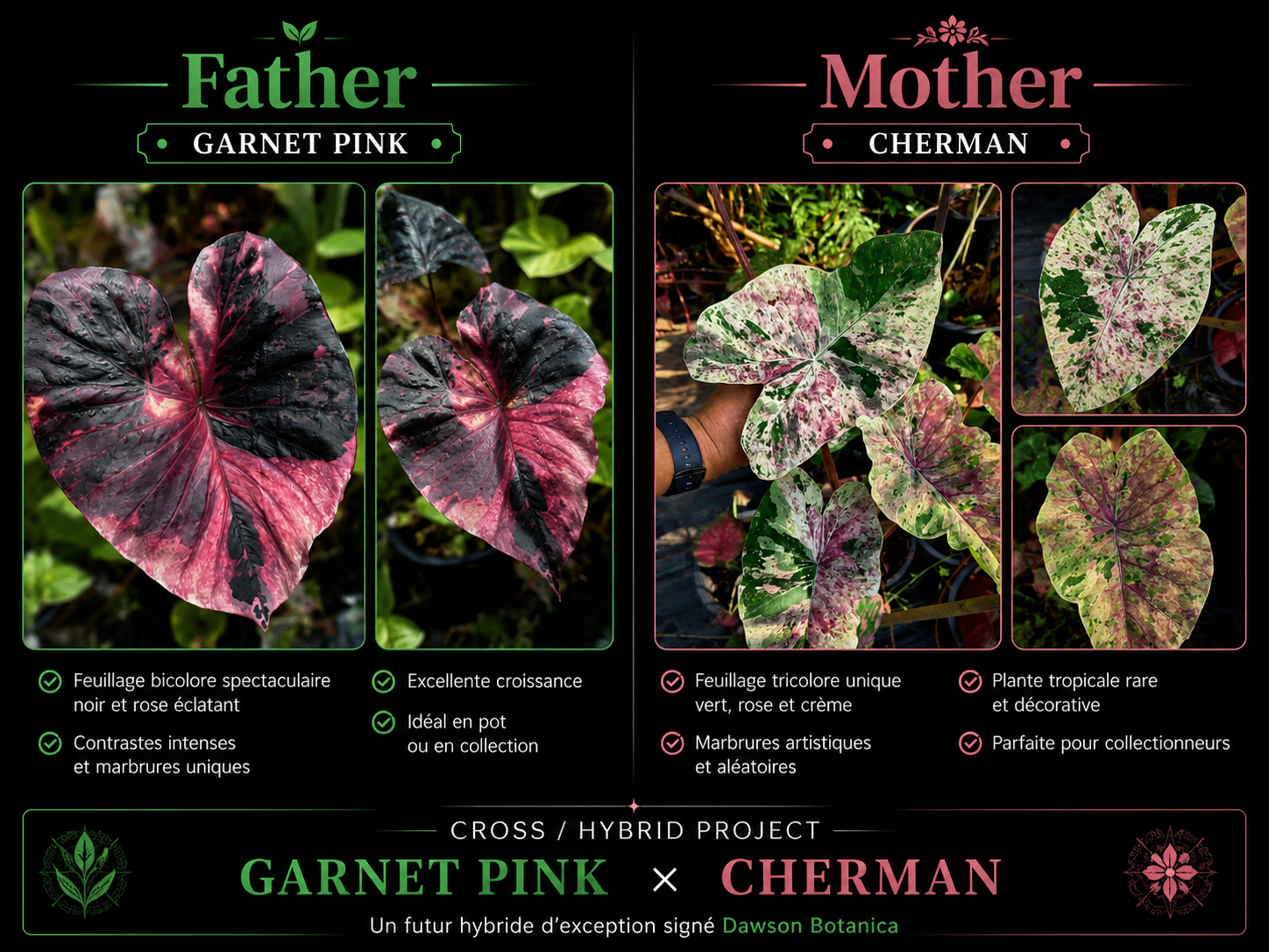 garnet pink X pink cherman