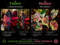 lansaka black red X pink cherman