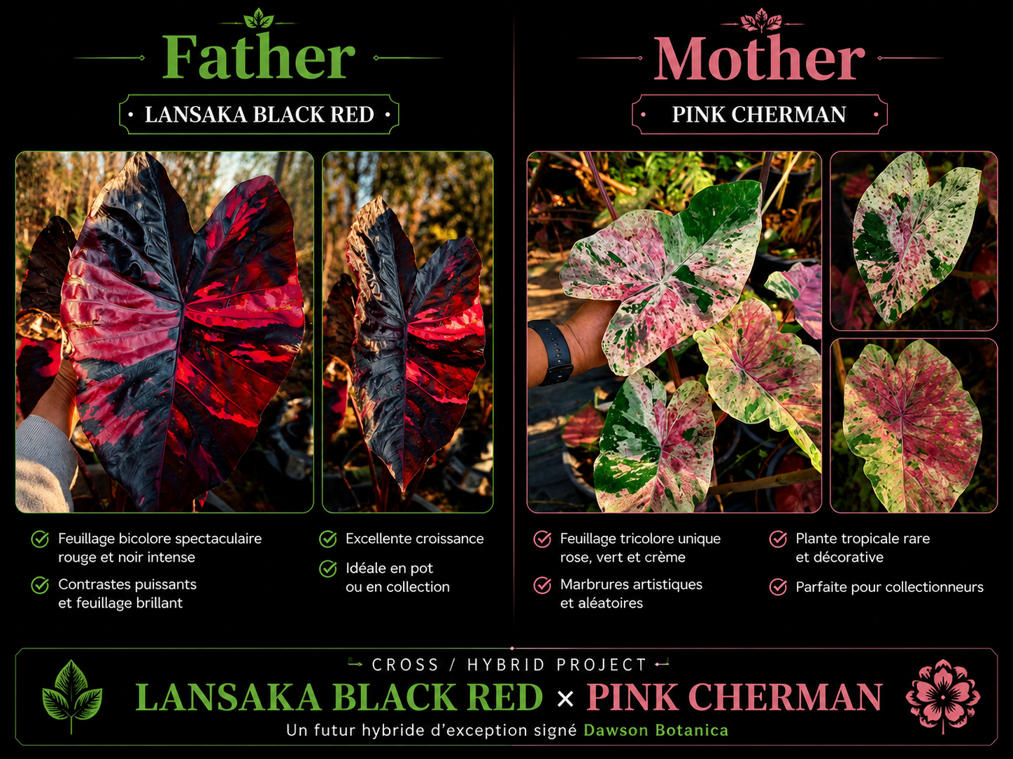 lansaka black red X pink cherman