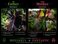 meesakul X fantastic