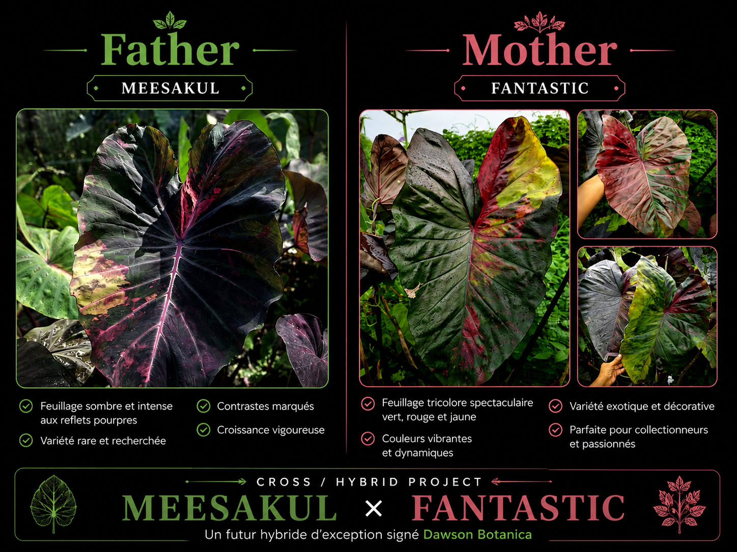 meesakul X fantastic