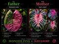wonder pink X info light