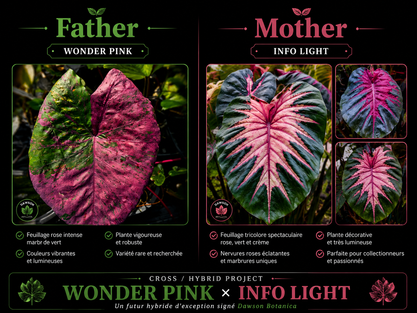 wonder pink X info light