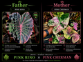pink rino X pink cherman