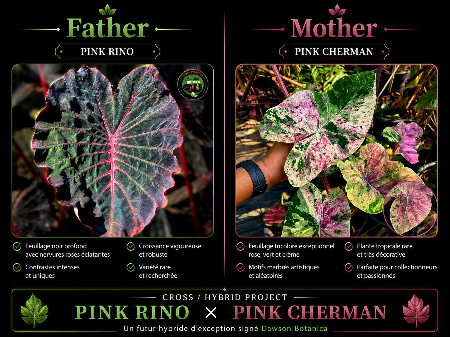 pink rino X pink cherman