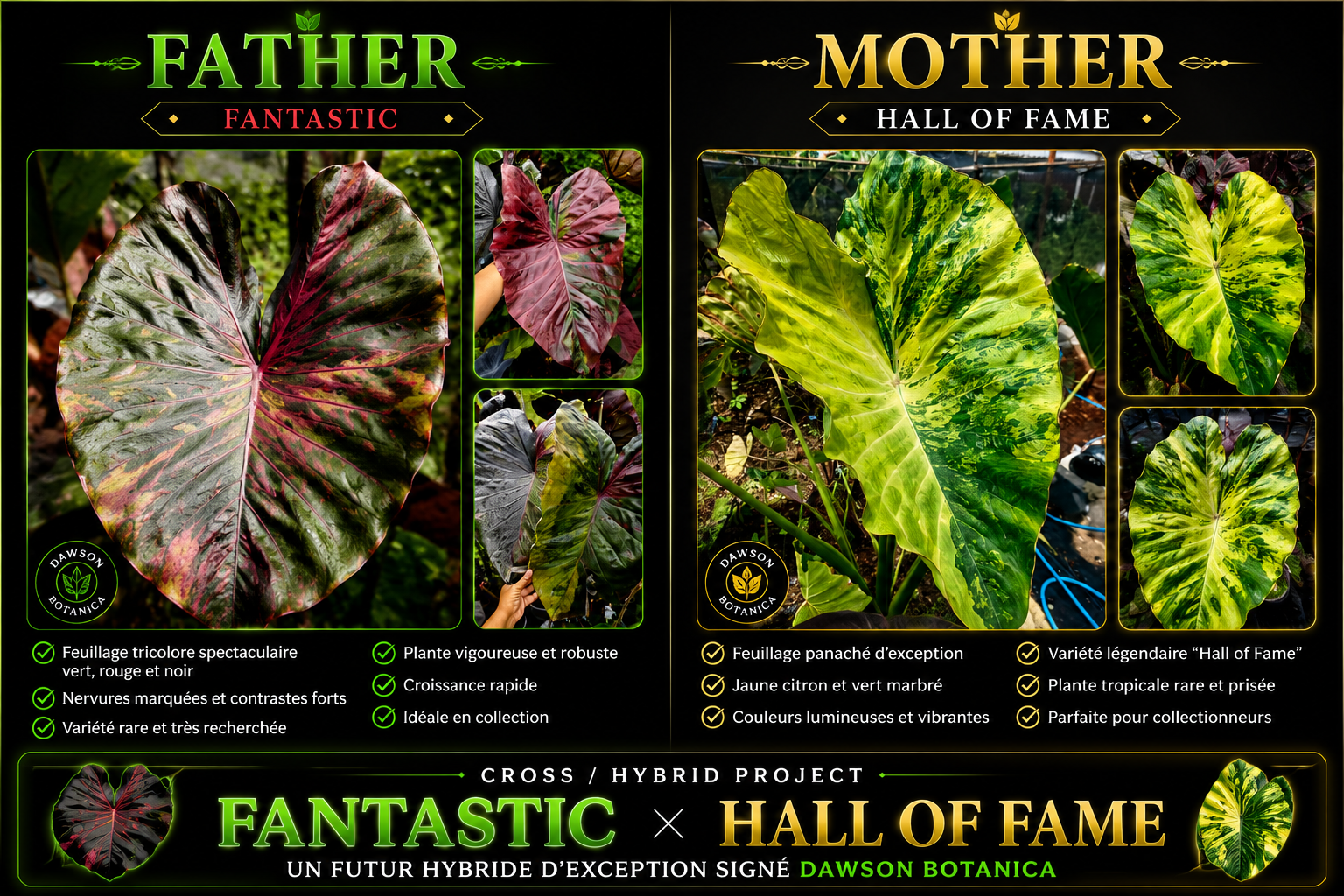 fantastic X hall of fame