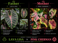 lava lisa X pink cherman