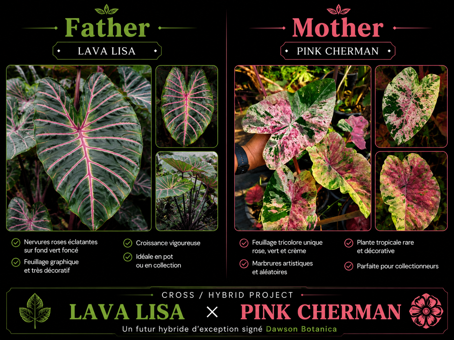 lava lisa X pink cherman
