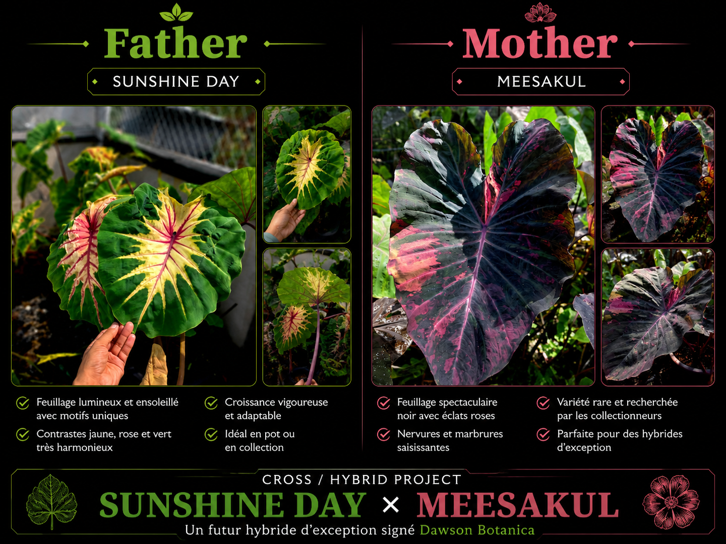 sunshine day X meesakul