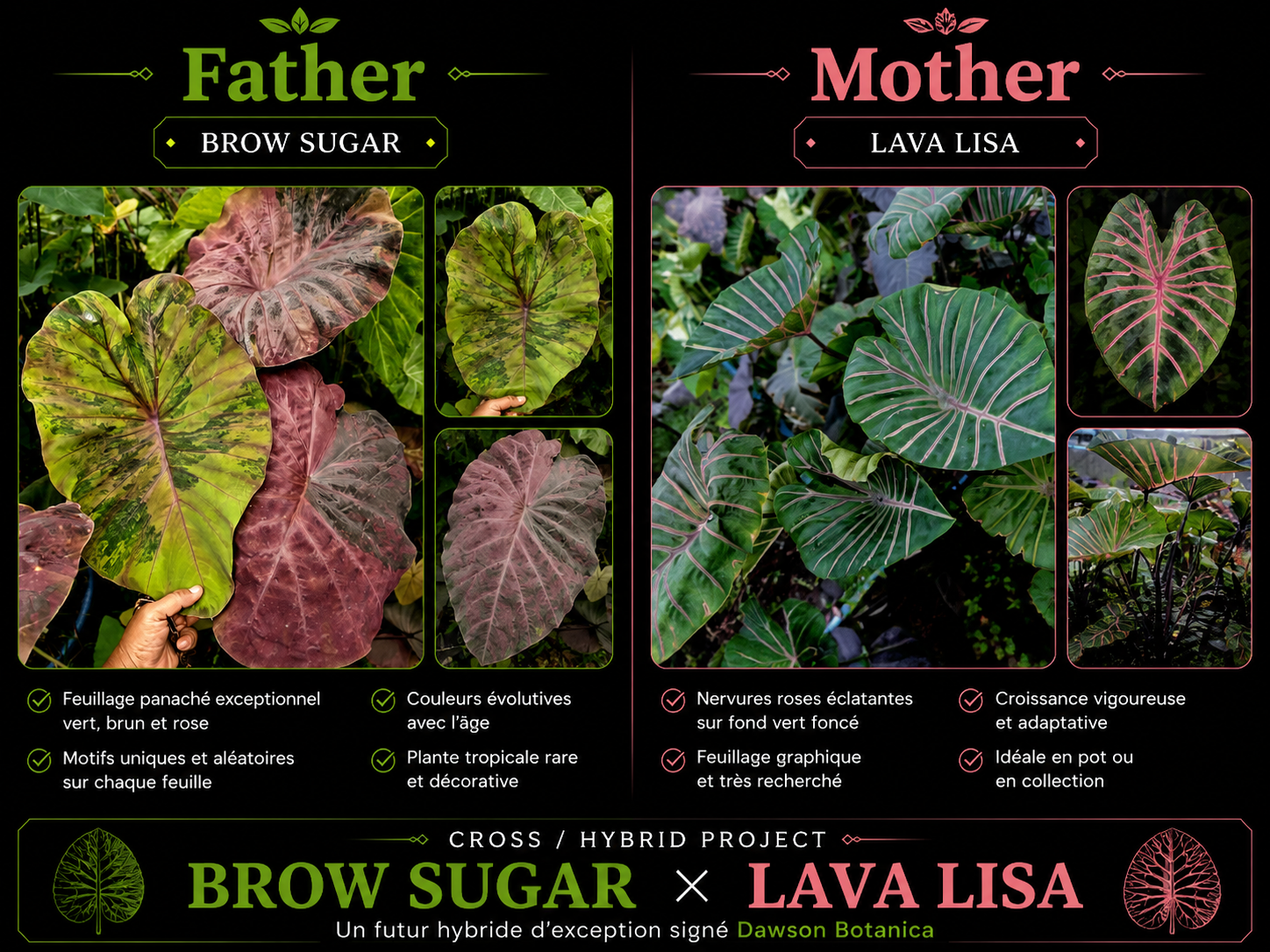 brown sugar X lava lisa