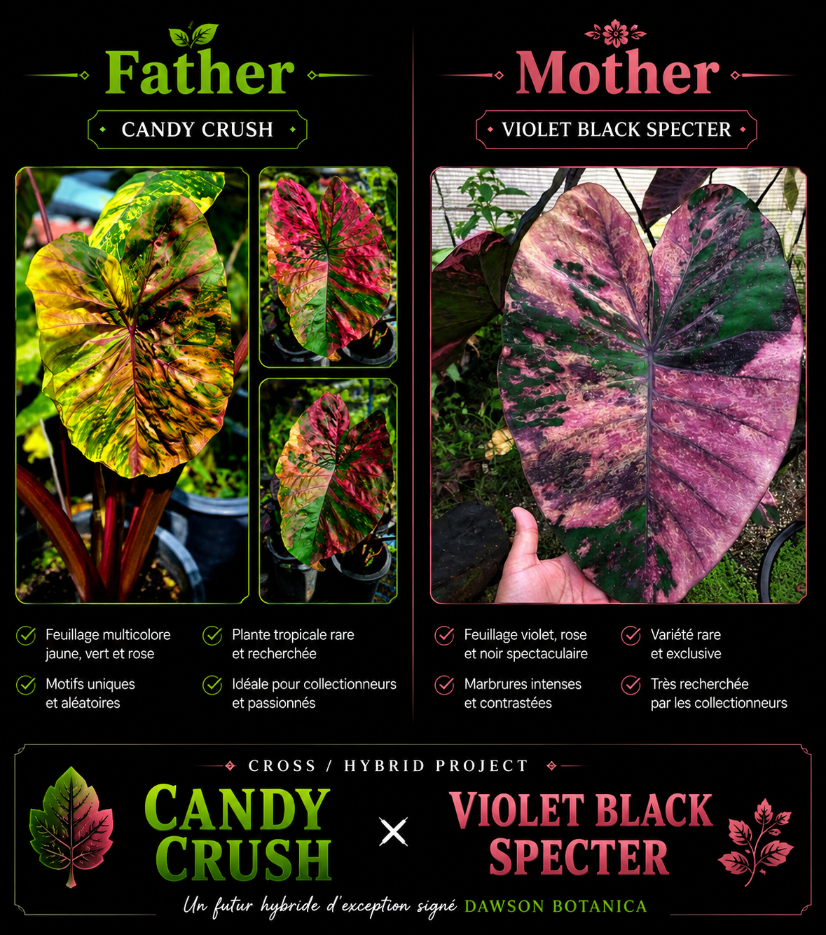 candy crush X violet black spectre