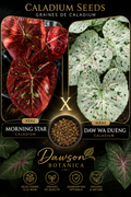 morning star X daw wa dueng