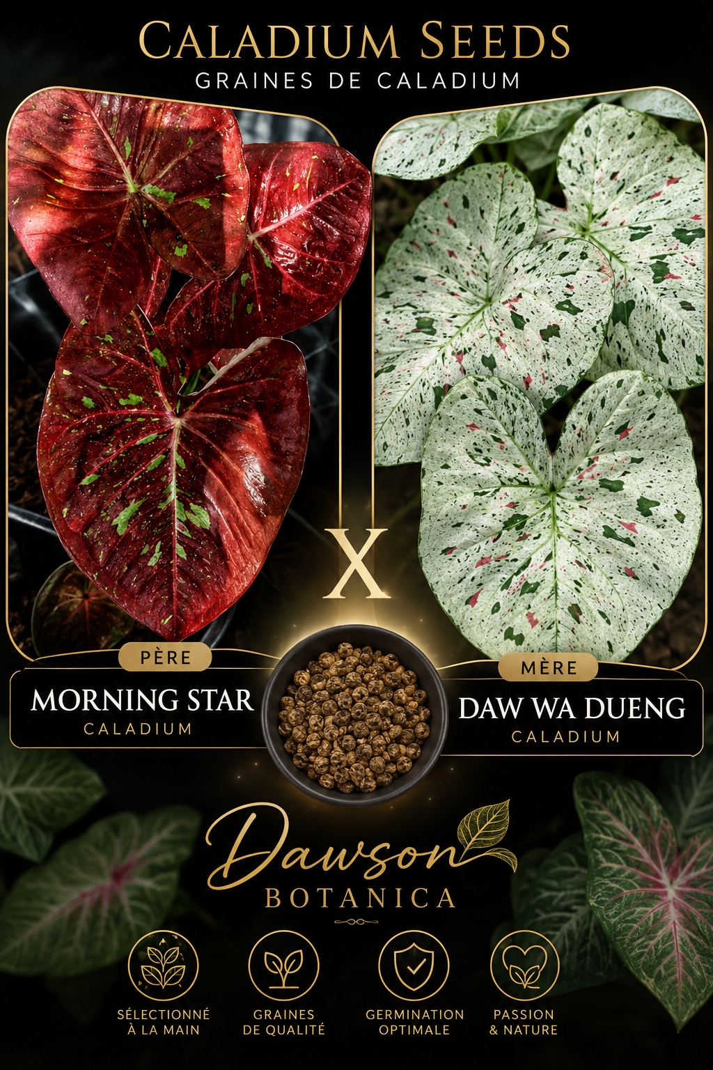 morning star X daw wa dueng