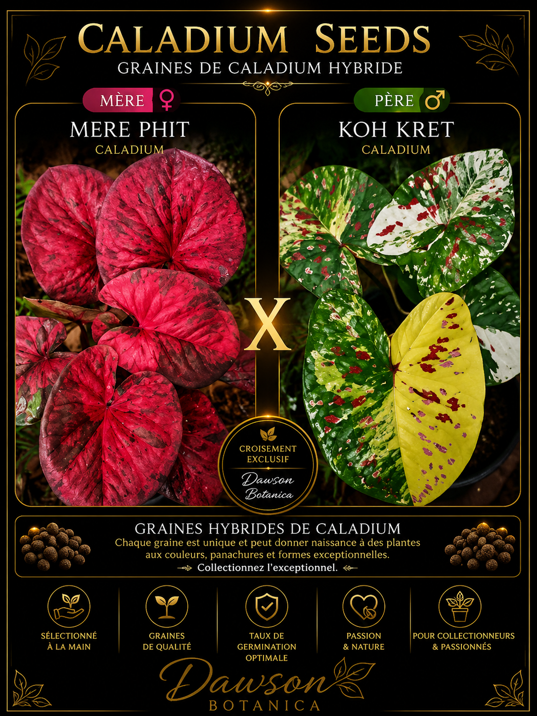 phit X koh kret