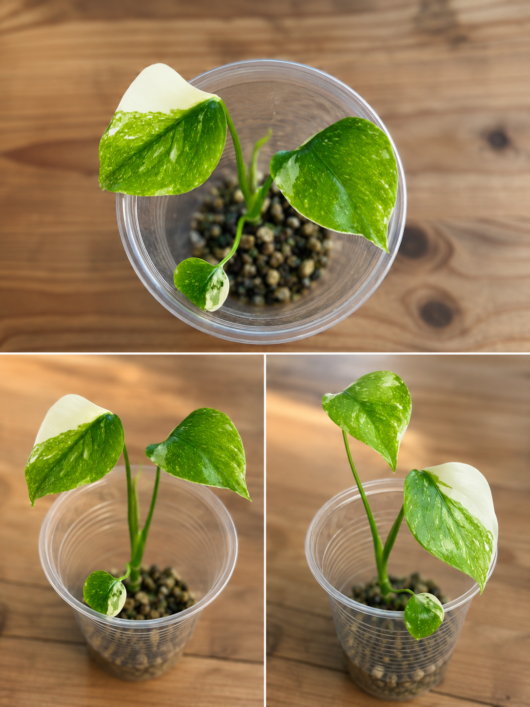 Monstera Thai Constellation