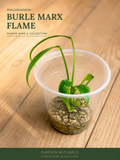philodendron burle marx flame
