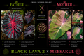 black lava 2 X meesakul