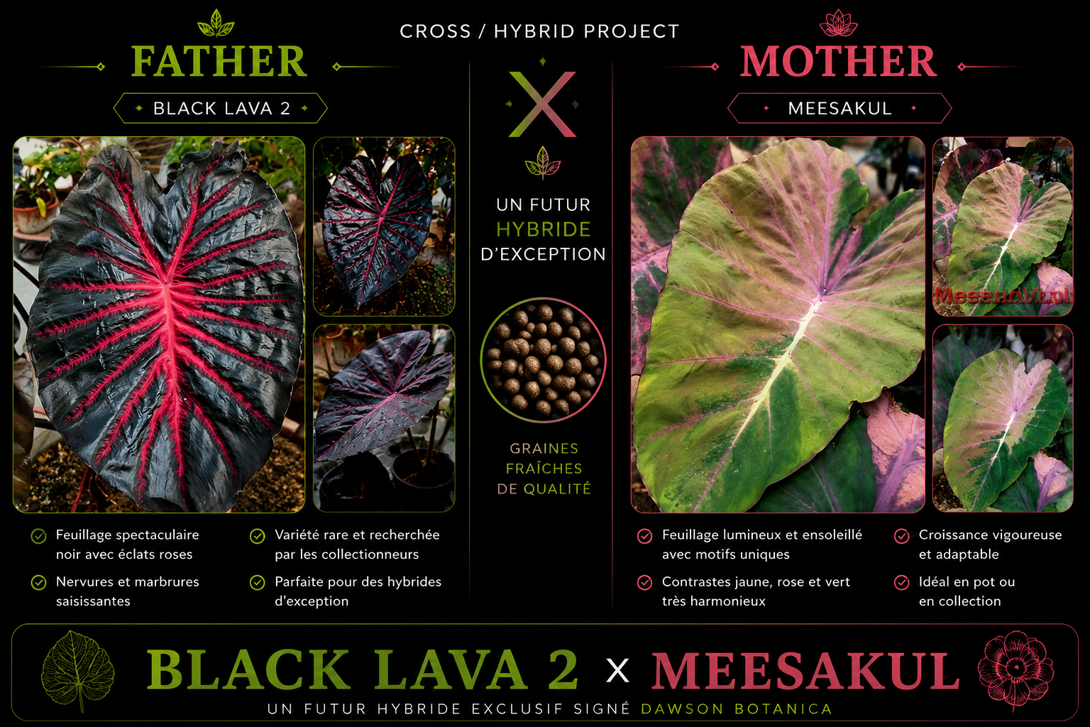 black lava 2 X meesakul