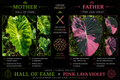 hall of fame X pink lava violet