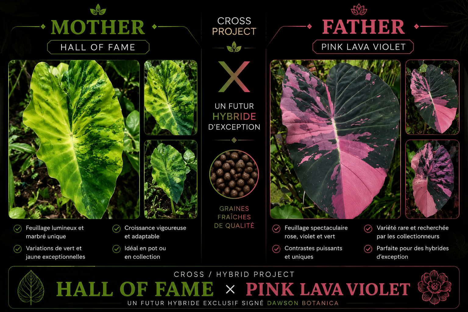 hall of fame X pink lava violet