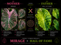 mirage X hall of fame