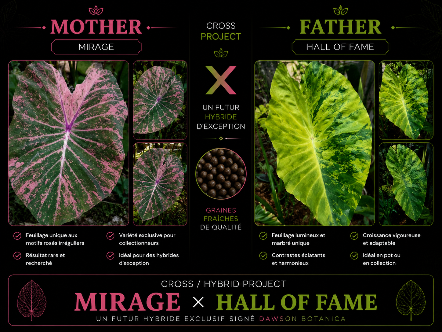 mirage X hall of fame