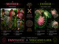 fantastic X volcano lava