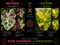 pink cherman X gold light