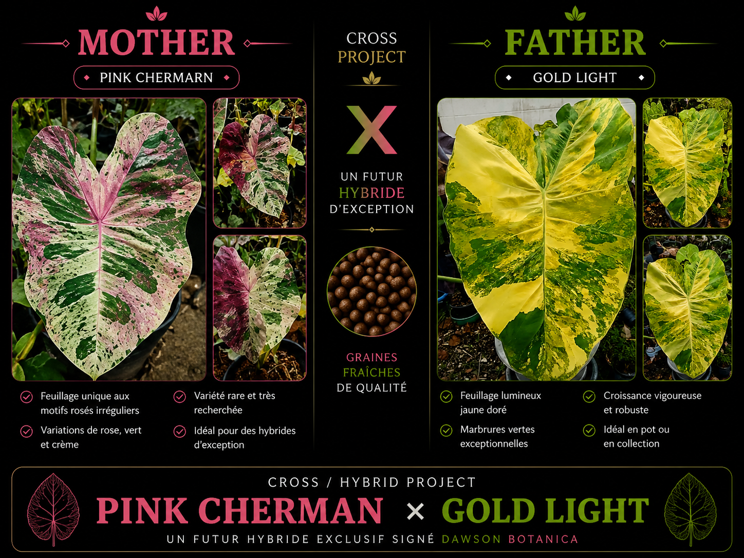 pink cherman X gold light