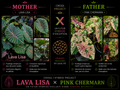 lava lisa X pink cherman