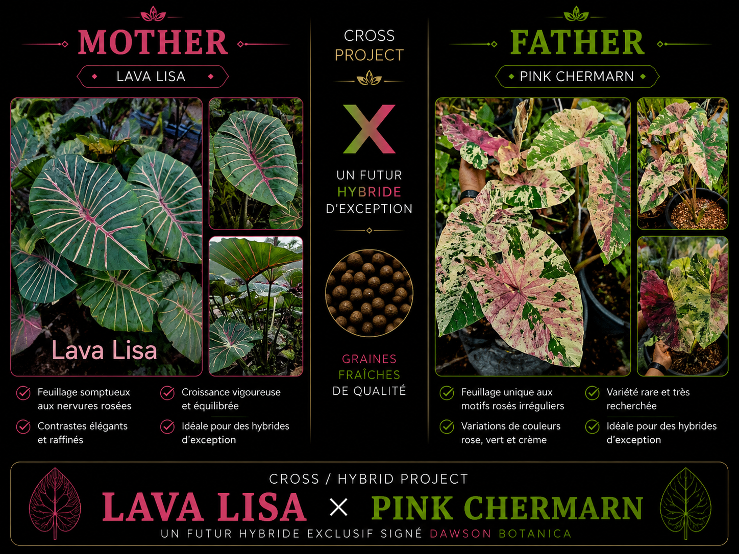 lava lisa X pink cherman