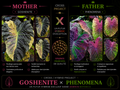 goshenite X phenomena