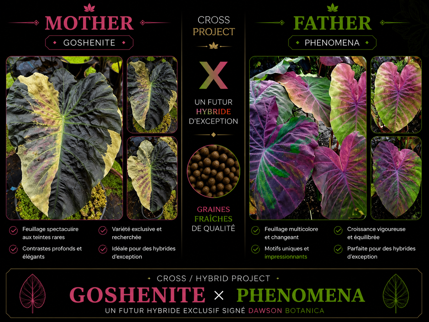 goshenite X phenomena