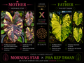 morning star X pha kep tawan