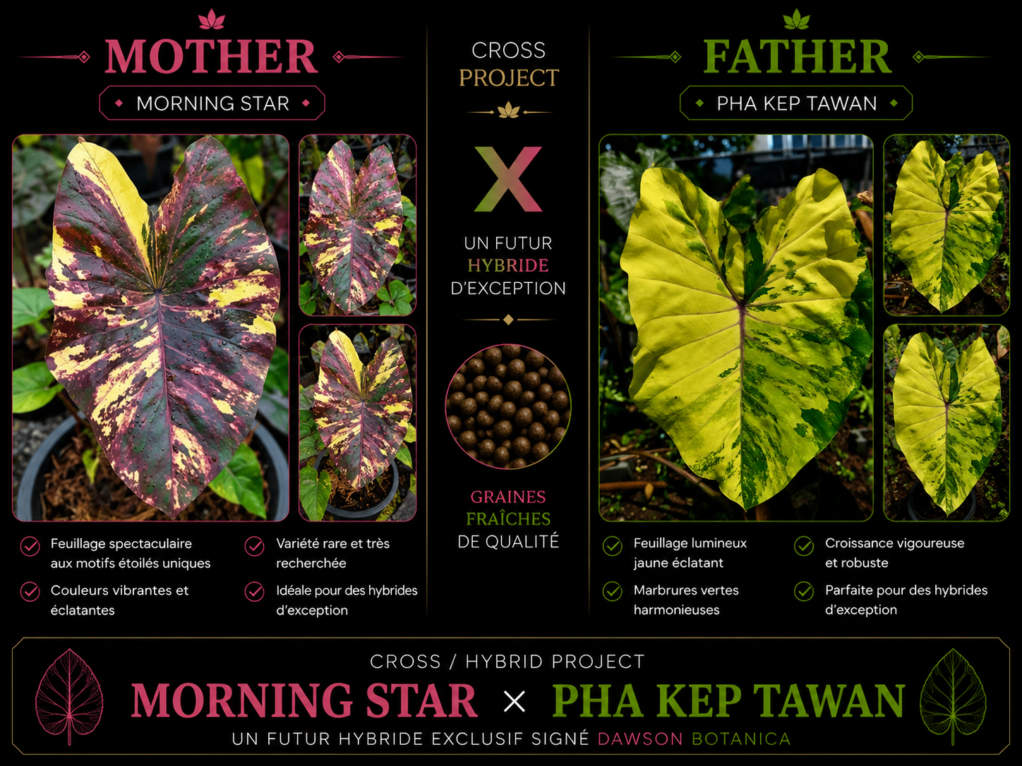 morning star X pha kep tawan