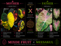 mix fruit X meesakul