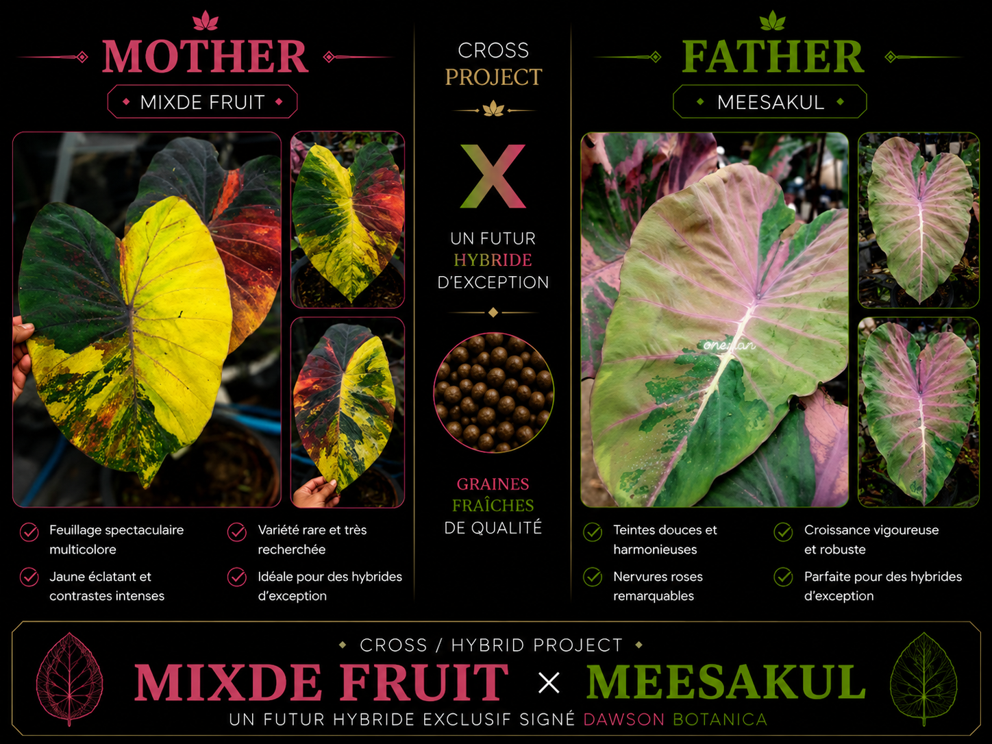 mix fruit X meesakul