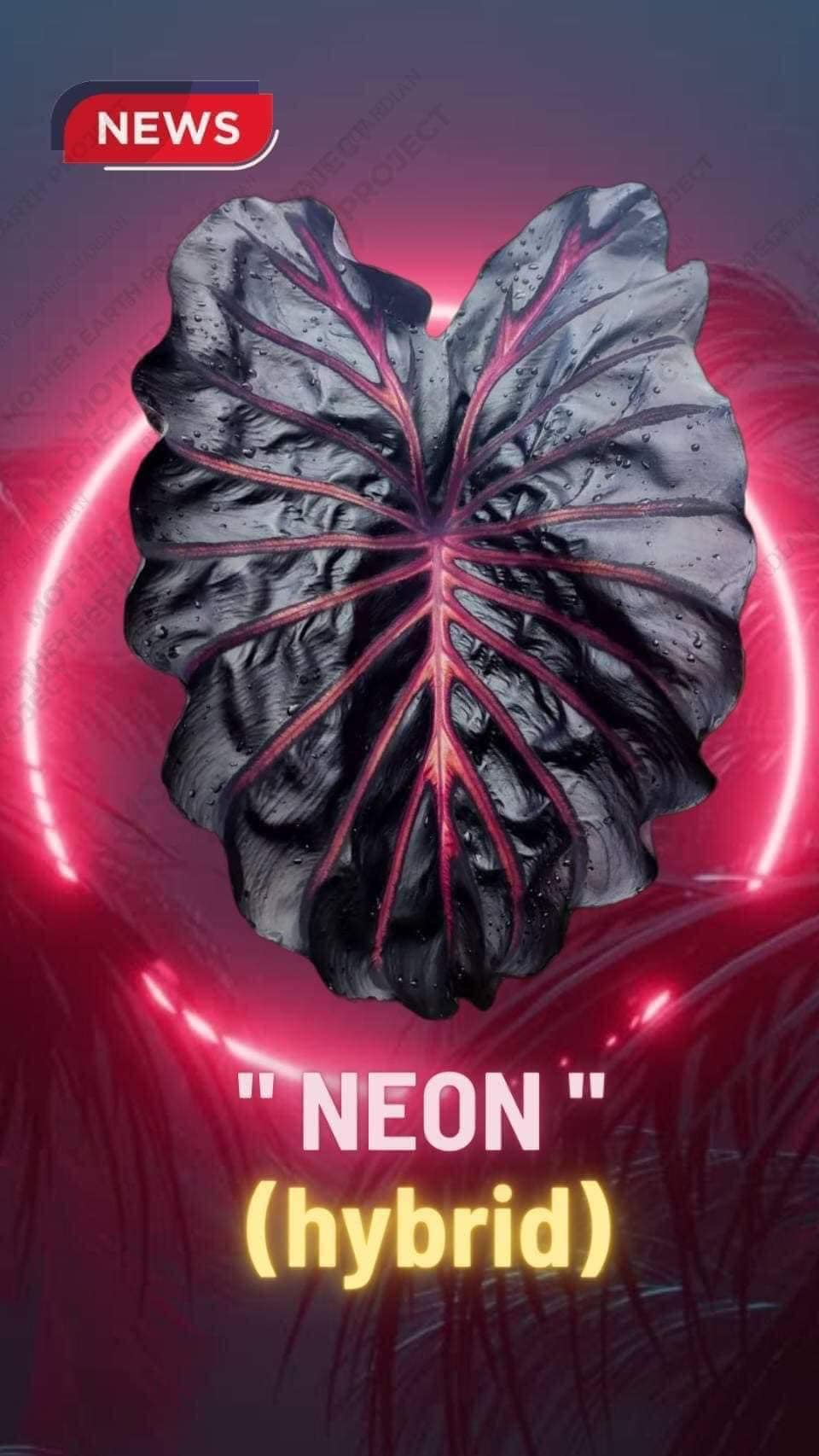 néon