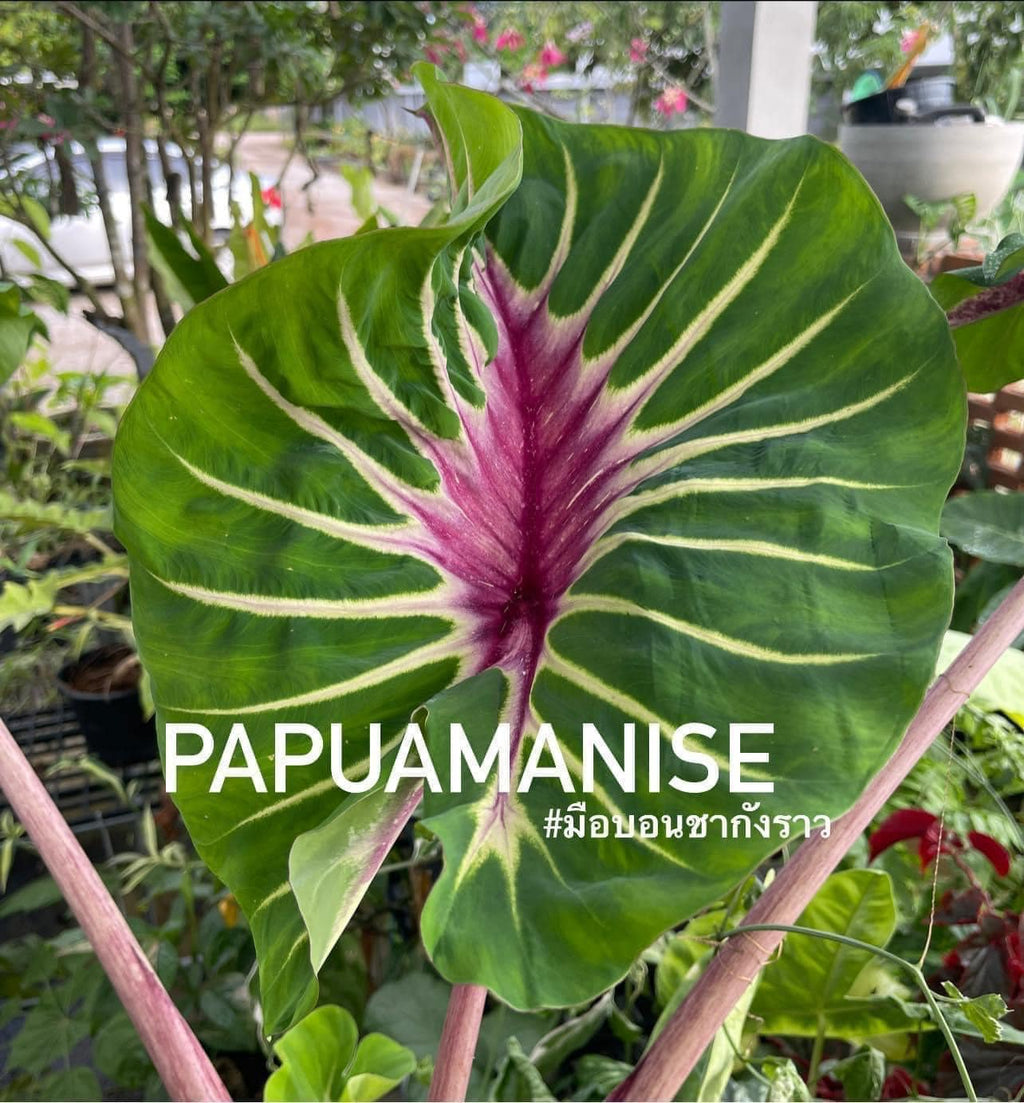 papua manise