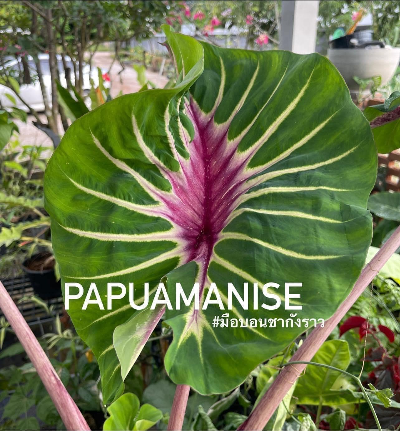 papua manise