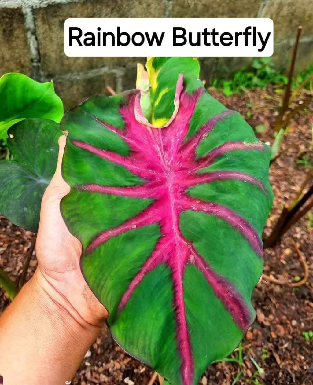 rainbow butterfly