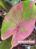 wonder pink