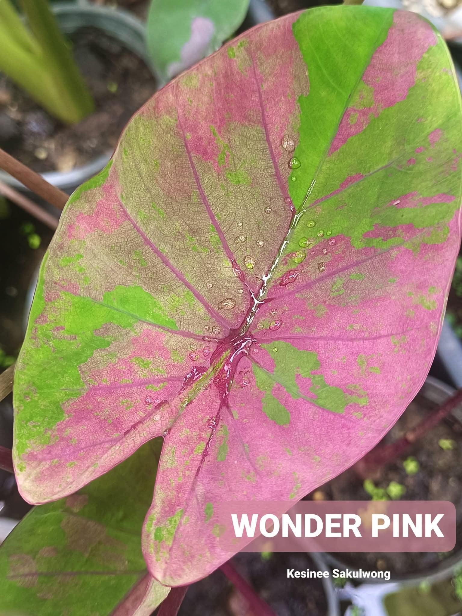 wonder pink