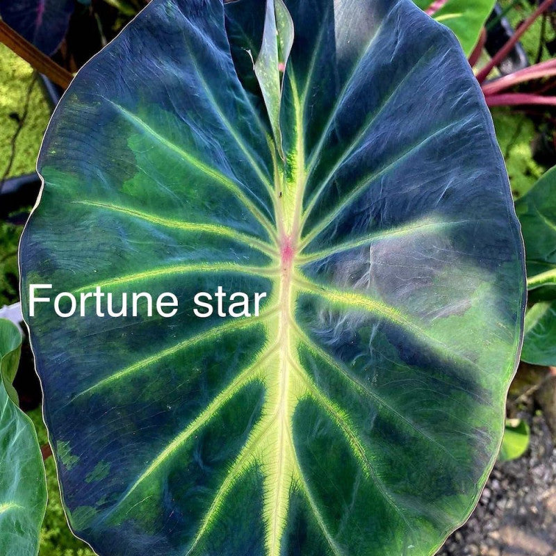 fortune star