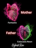 graine fantastic X neon