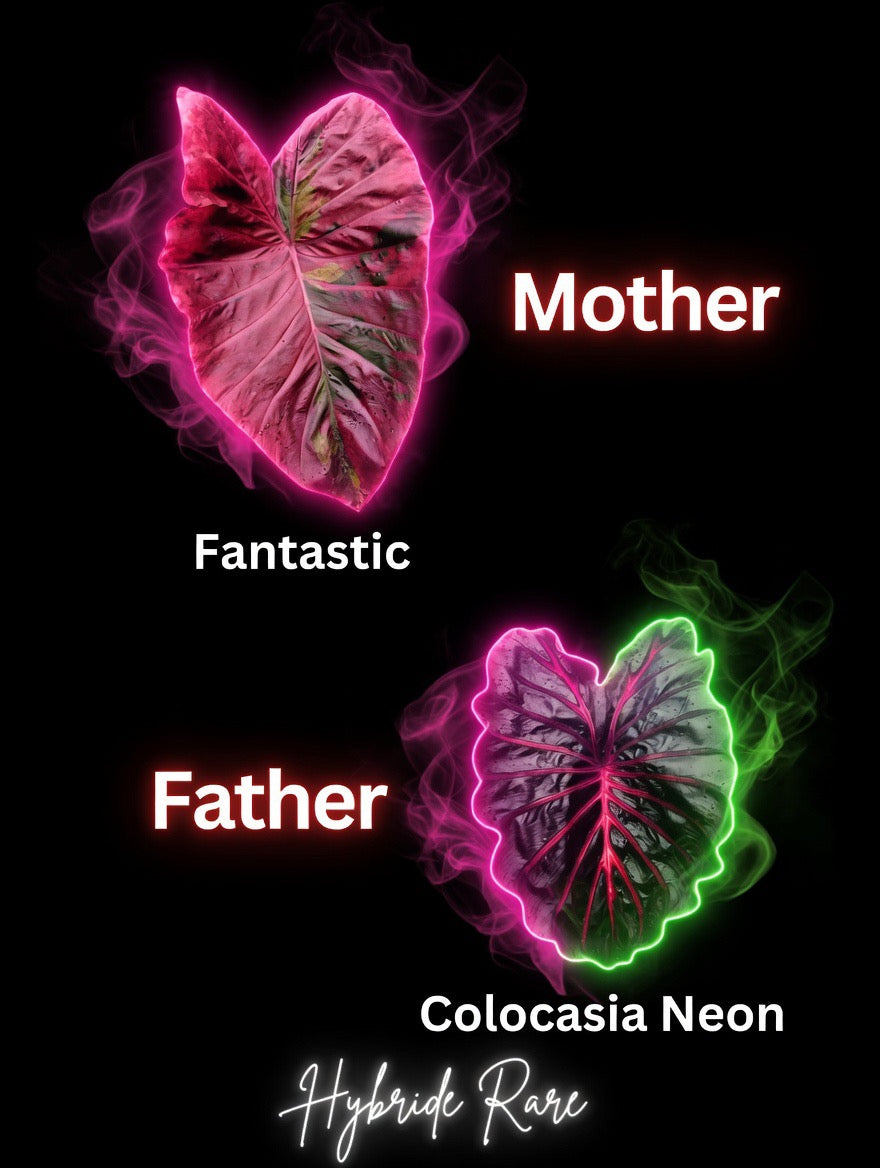 graine fantastic X neon