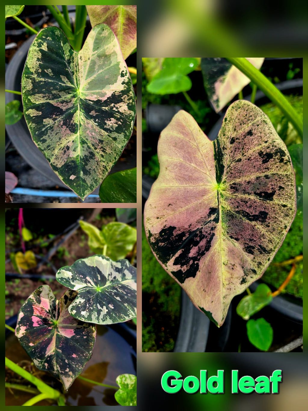 gold leaf